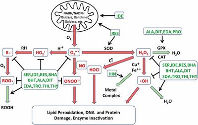 Screening Mammalian Cochlear Hair Cells to Identify Critical Processes in Aminoglycoside-Mediated Damage